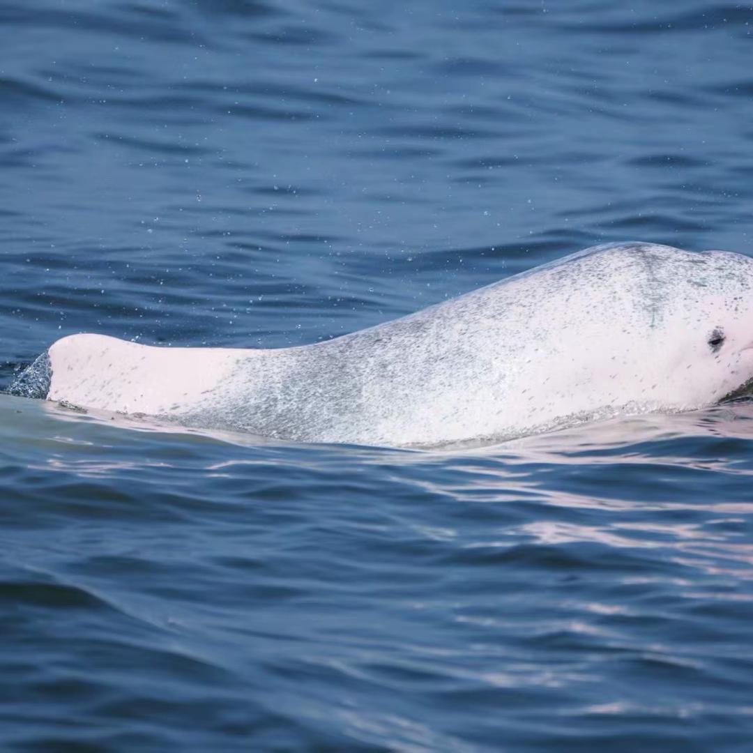 三娘湾看海豚包看到 （吴哥）