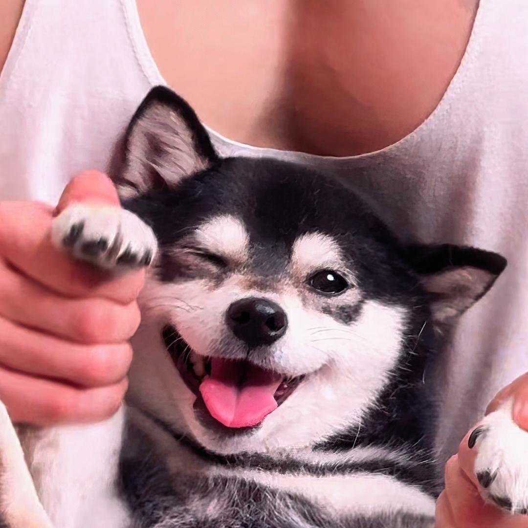 DuangDuang爱玩狗