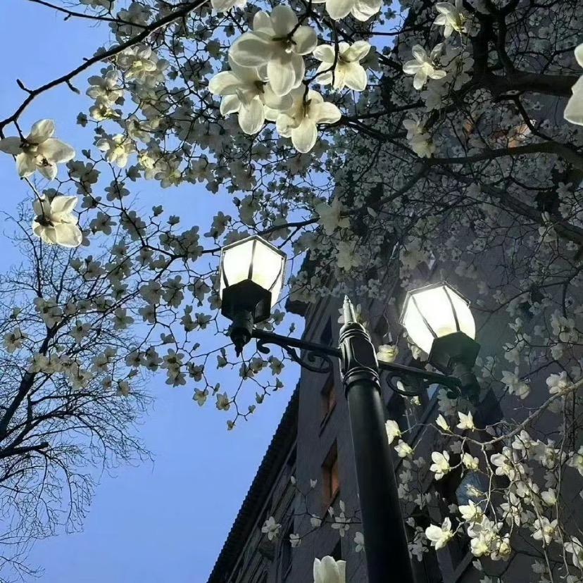 安安的苹果