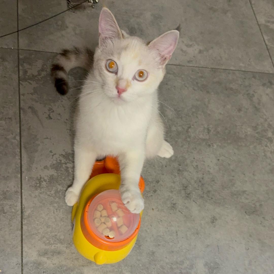 陈灰灰是只猫