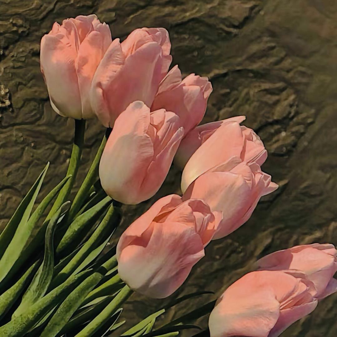 开心每一天🌷