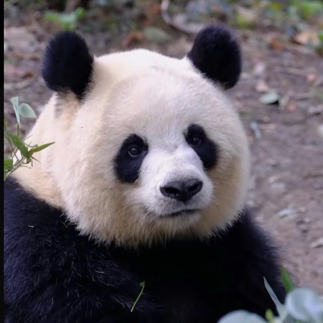 荔枝。头像