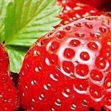 草莓味的小菠菜