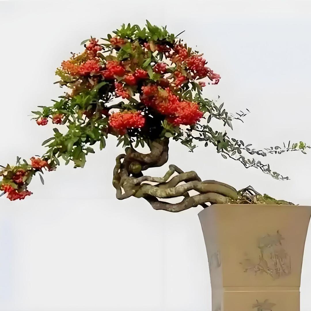 七号盆景花卉基地