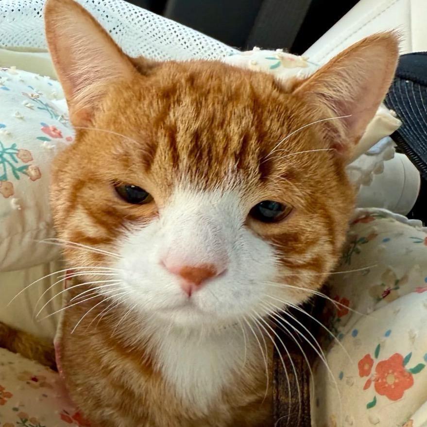 世界第一大鱼丸