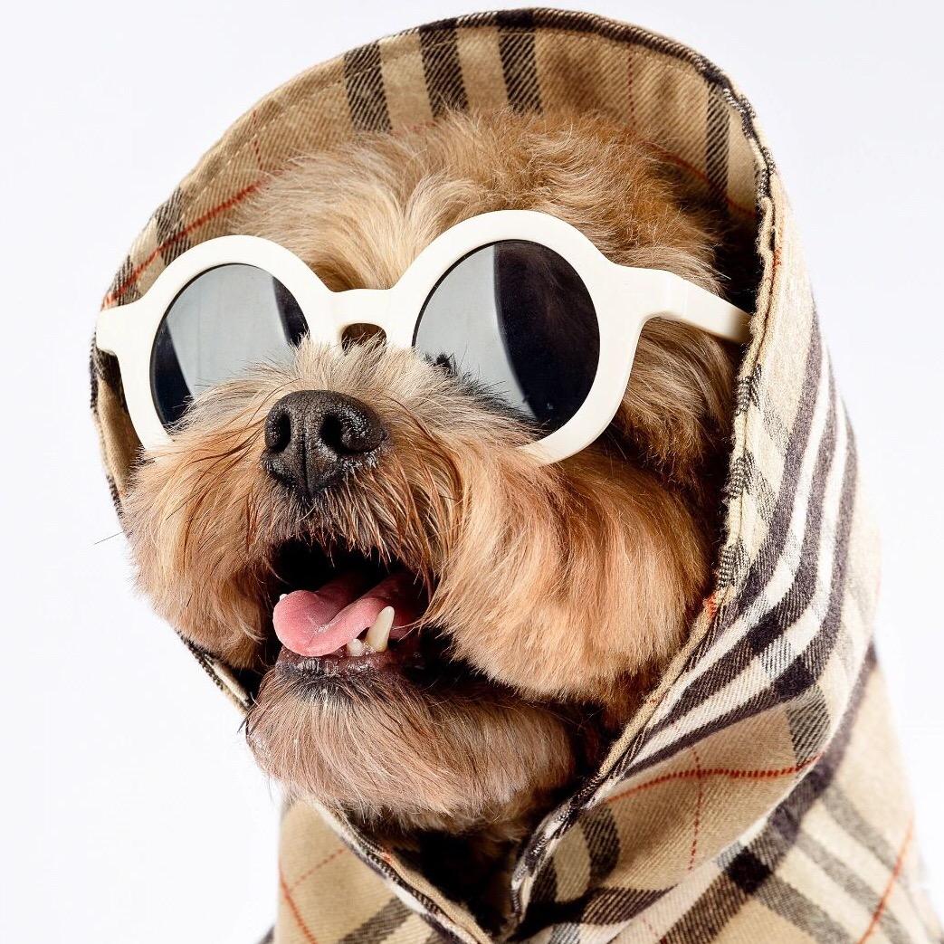 鸡飞狗跳（二弟）