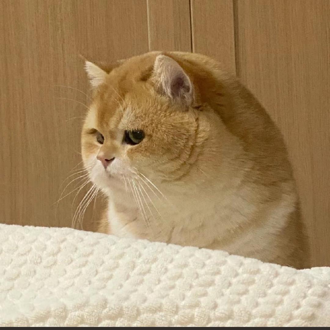 喵喵妙
