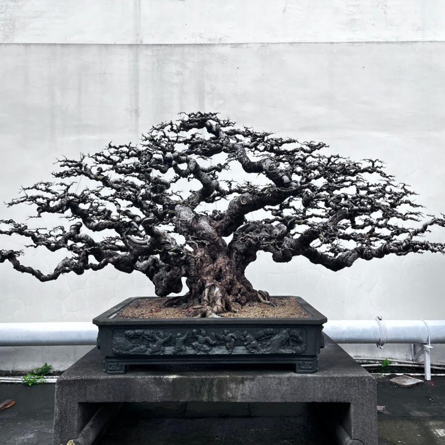 柯家花卉