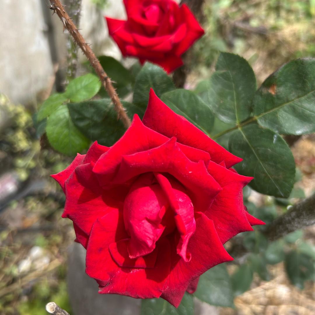 凤姐((拒绝私聊。))