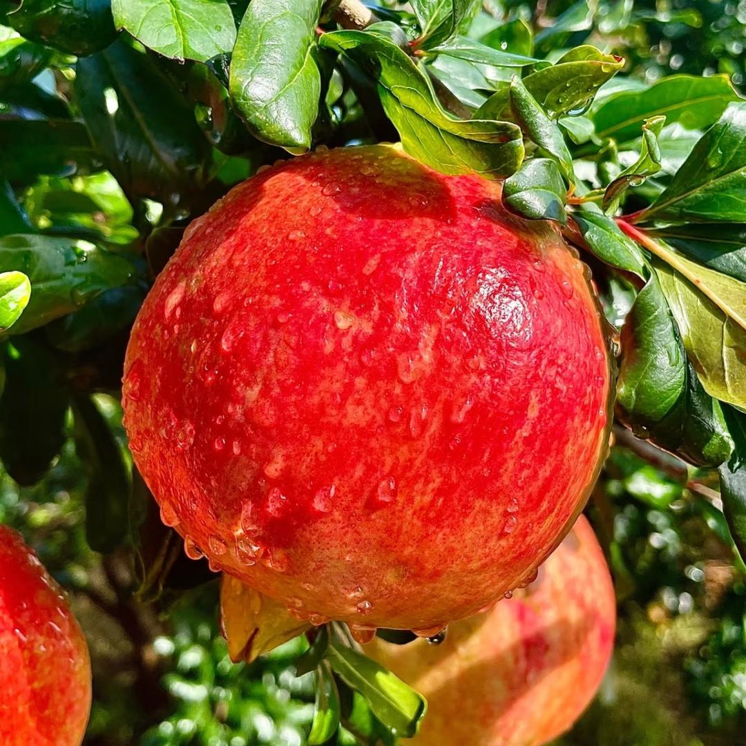 华华便利店宠粉一号