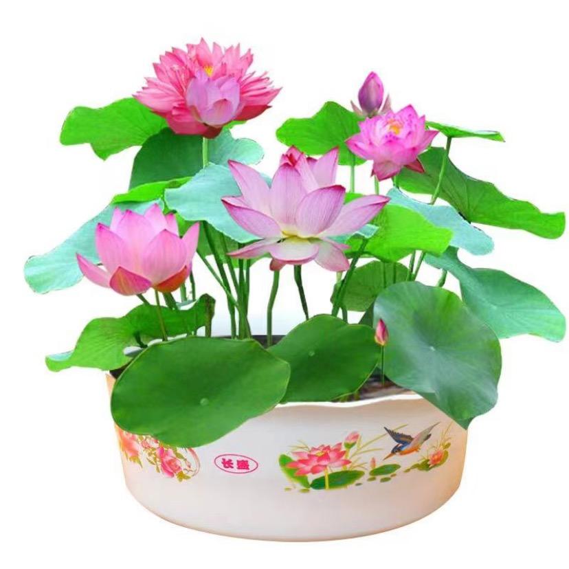 珍珍（花卉种植）