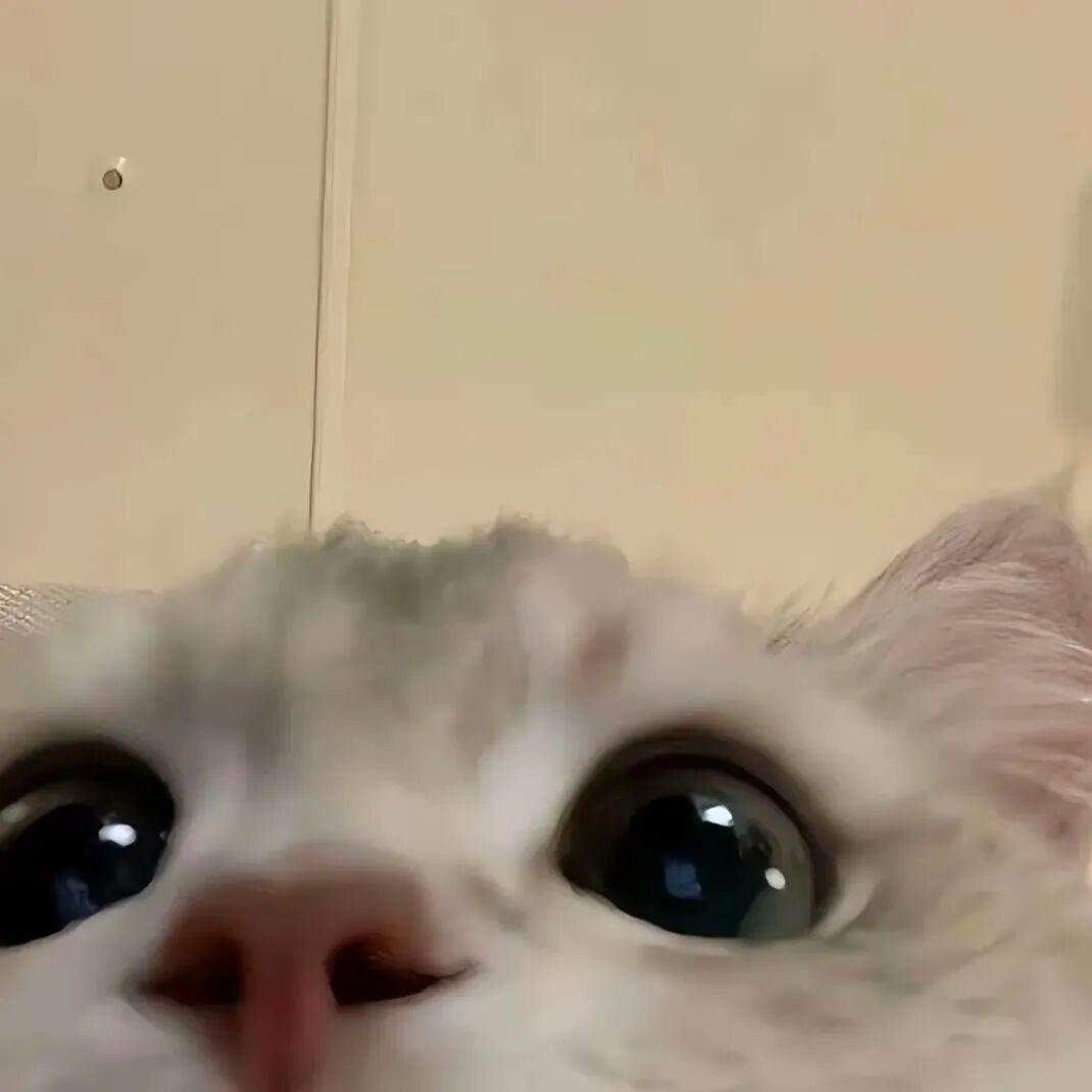 小猫(•̀ω•́)✧