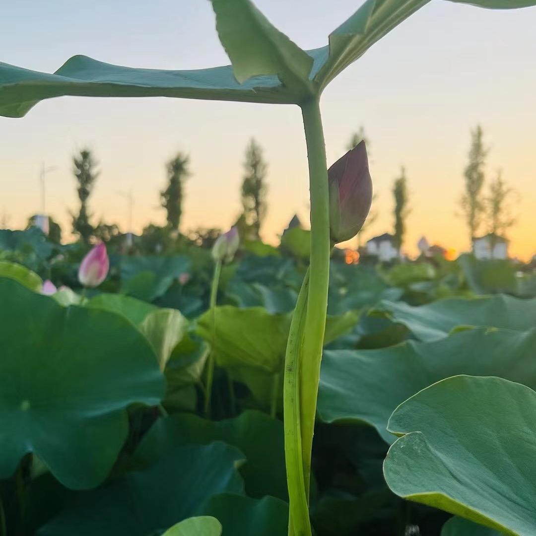 淼淼（人力推荐官）