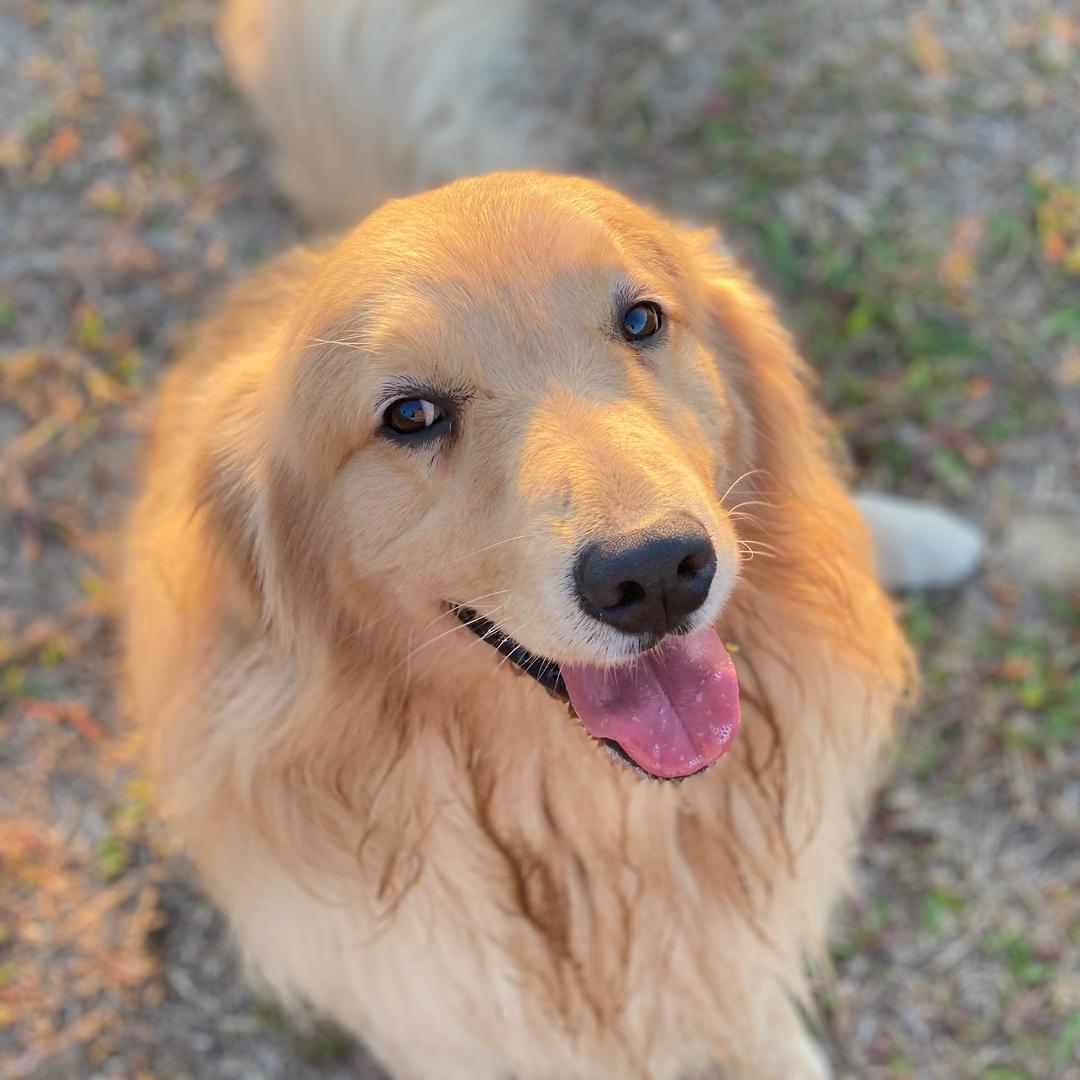 大头是金毛🐶