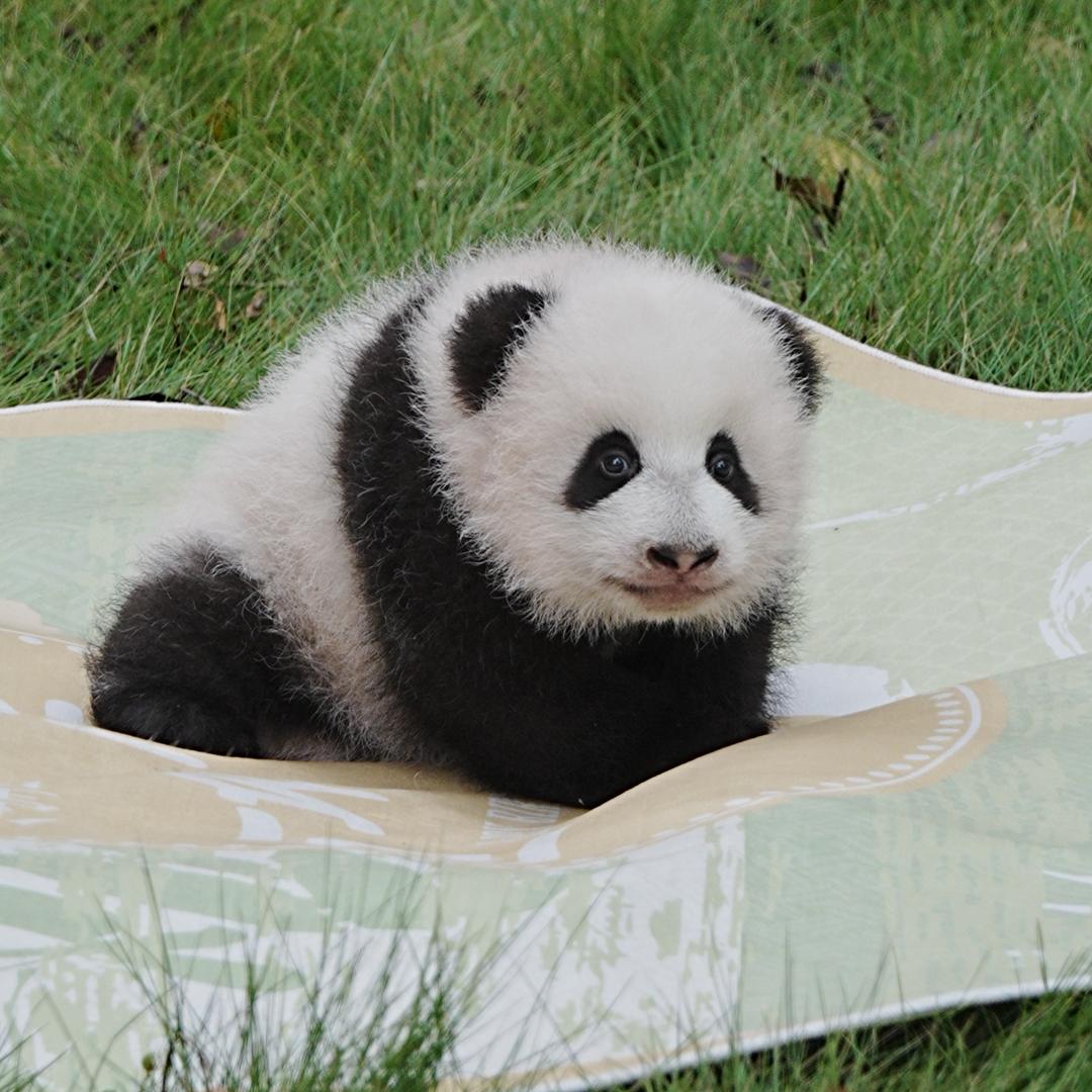 渝渝小熊
