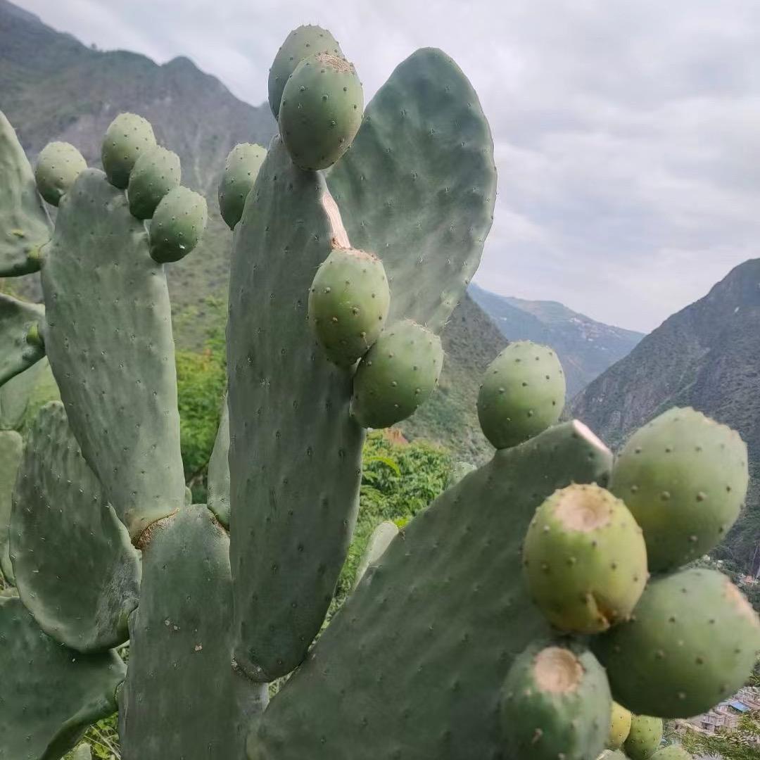 晓妹山货特产优选
