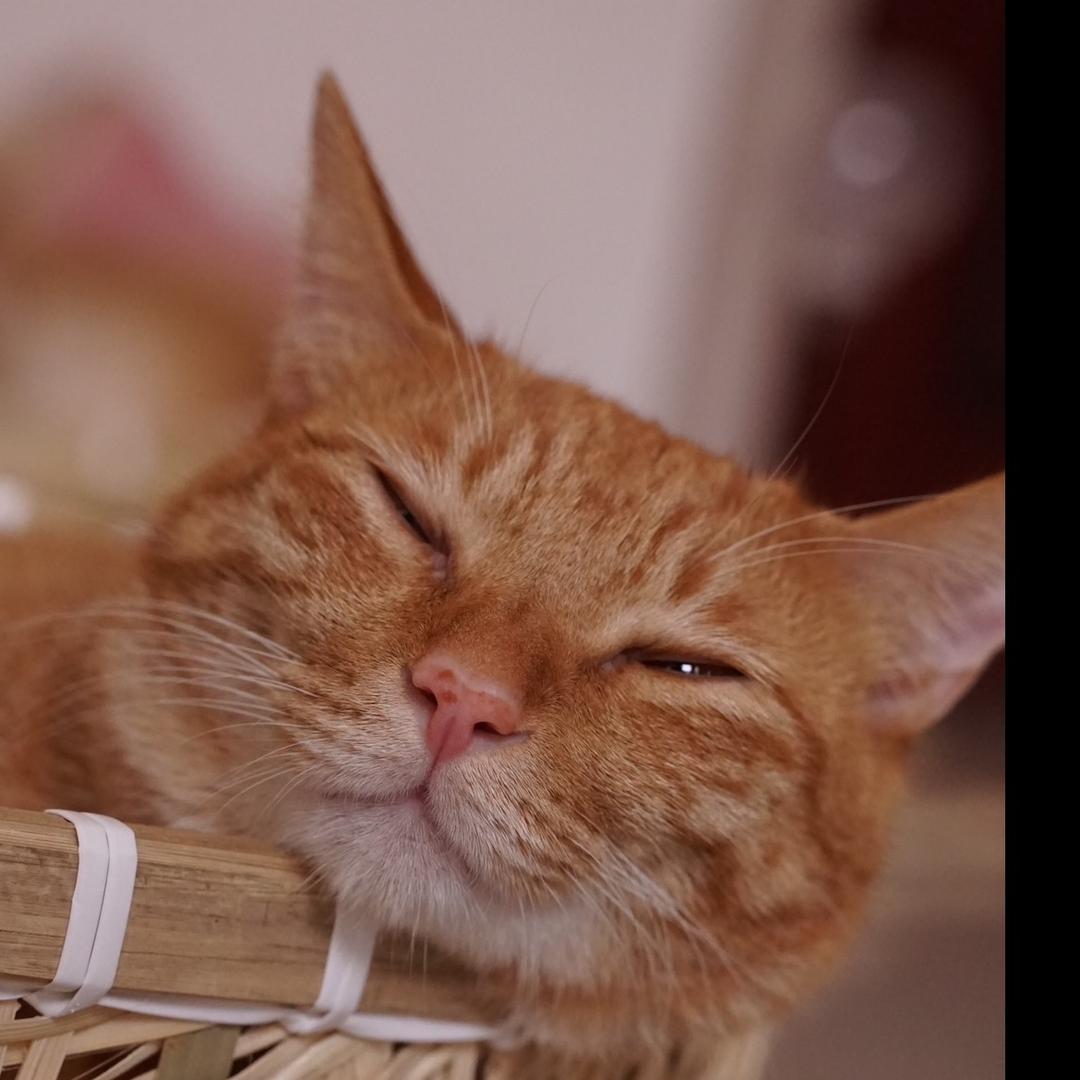 脏脏猫