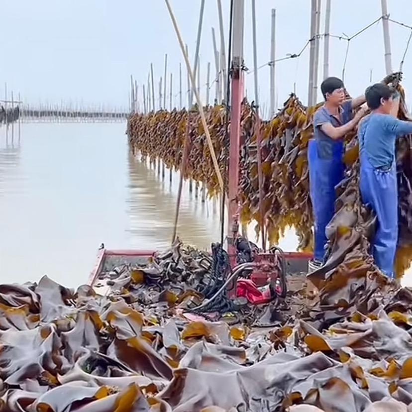霞浦冷水海带