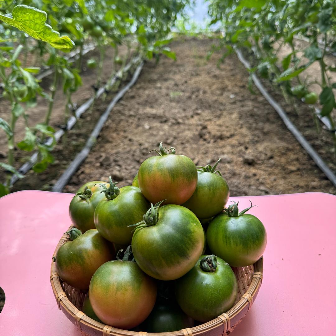 💐小琪盘锦碱地柿子