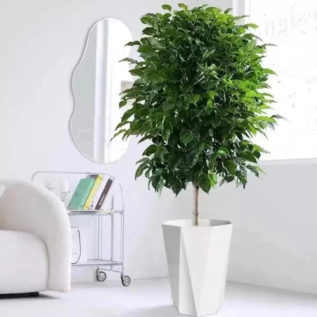幸福树绿植基地