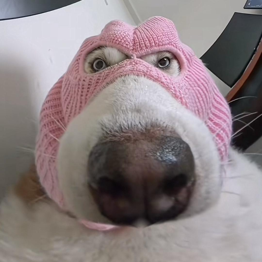 ʚ笨笨不笨ɞ