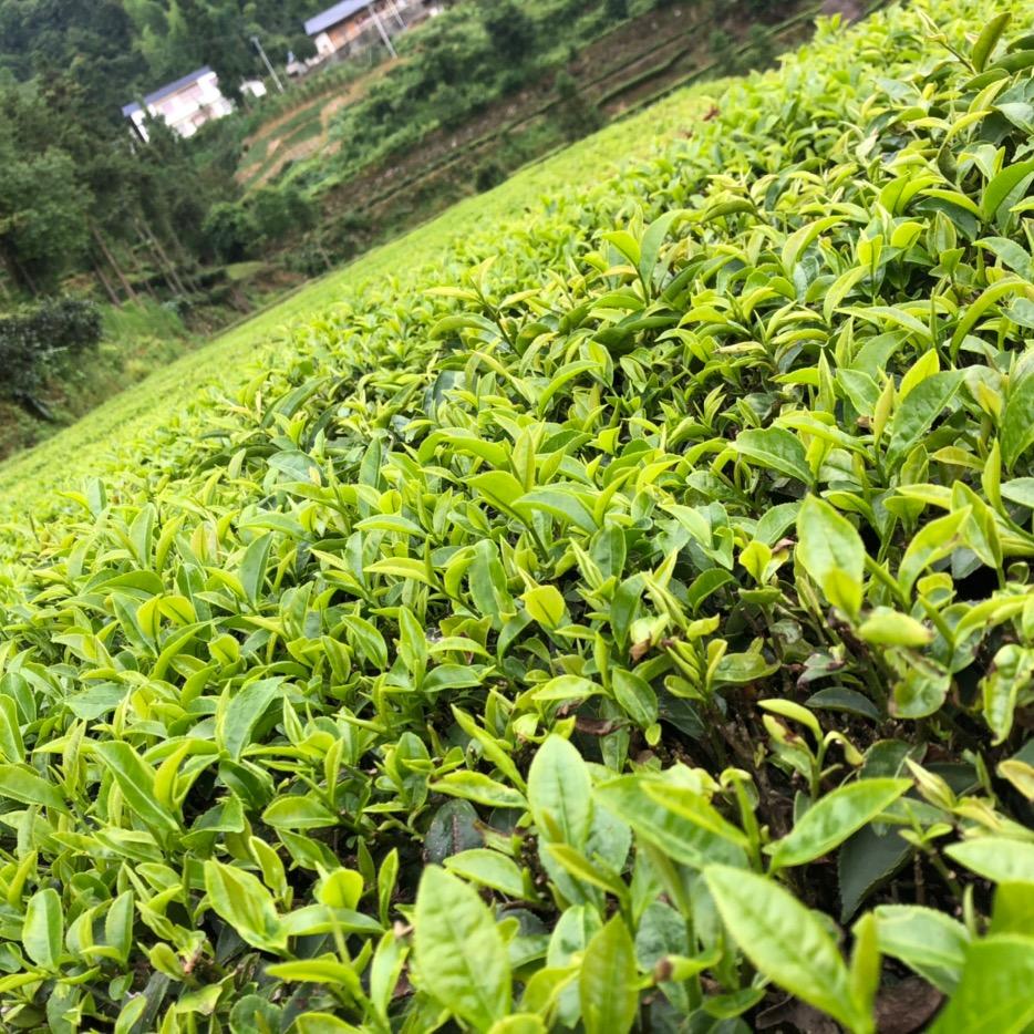 恩施硒茶叶店绿茶