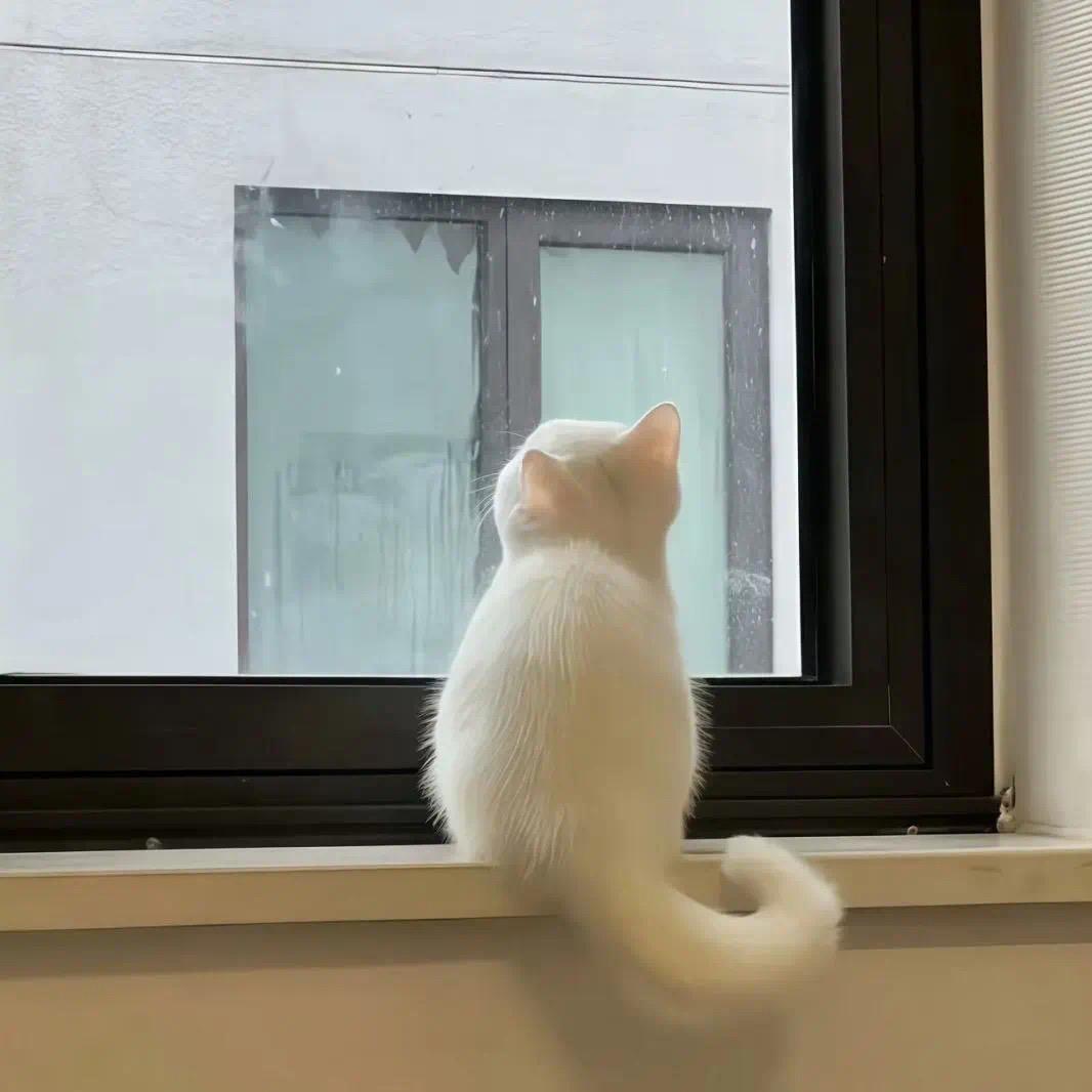 卡莎