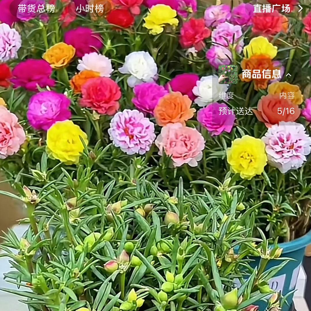 绿航未来林