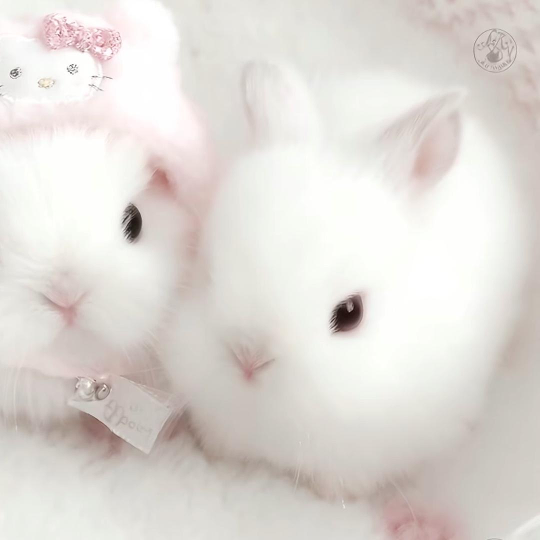 罗辑