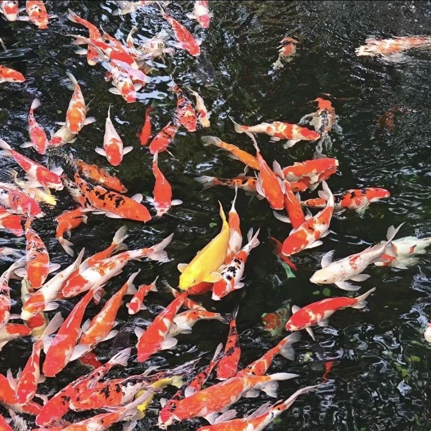小付堂观赏鱼久七观赏鱼