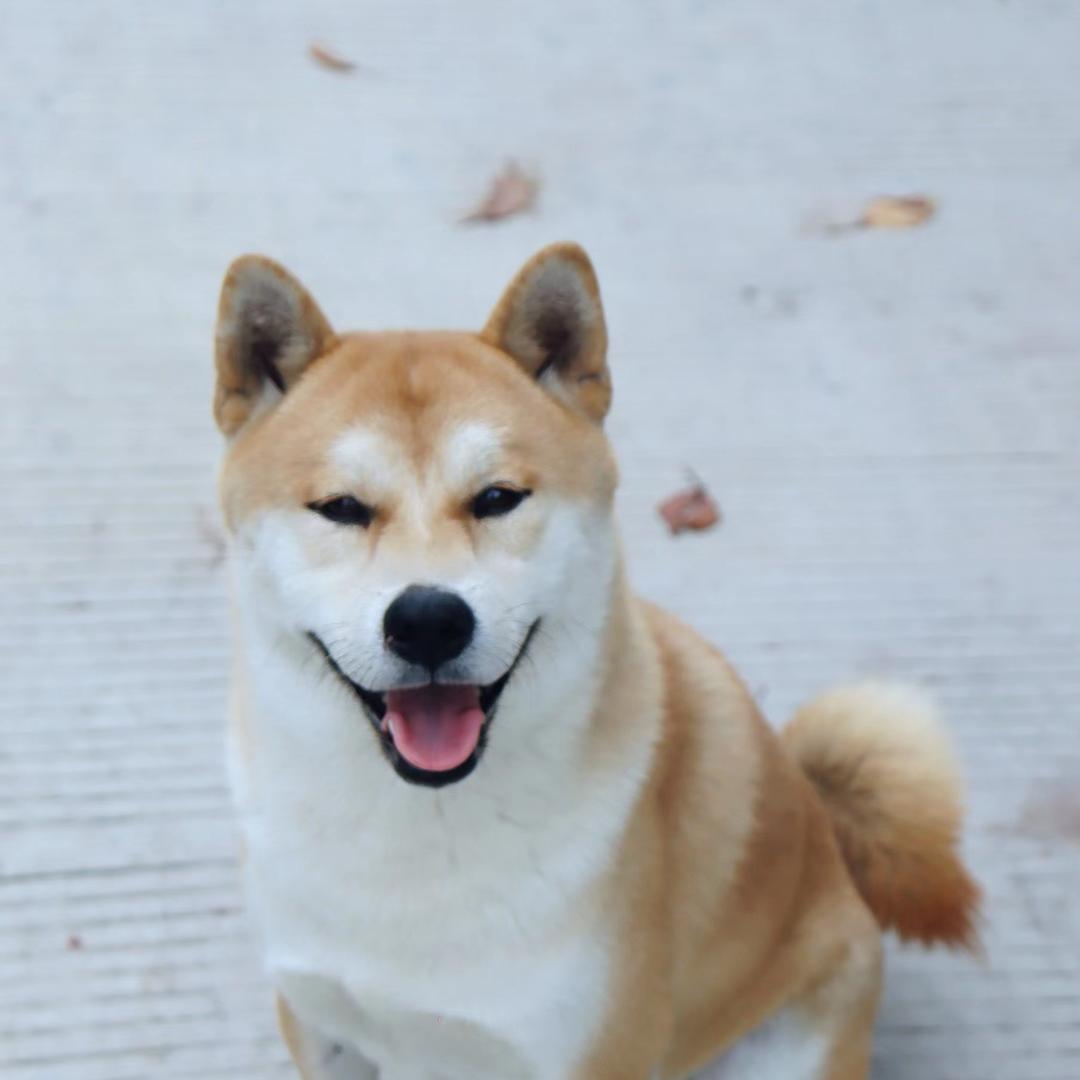 龙哥
