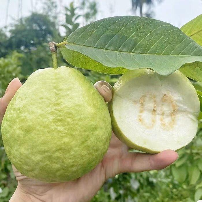 小明家的芒果