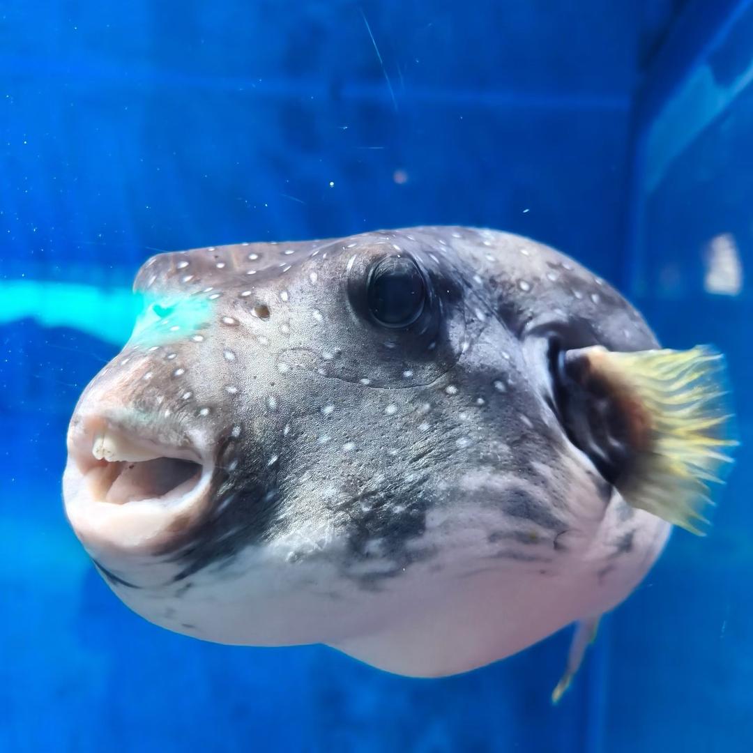 小新。