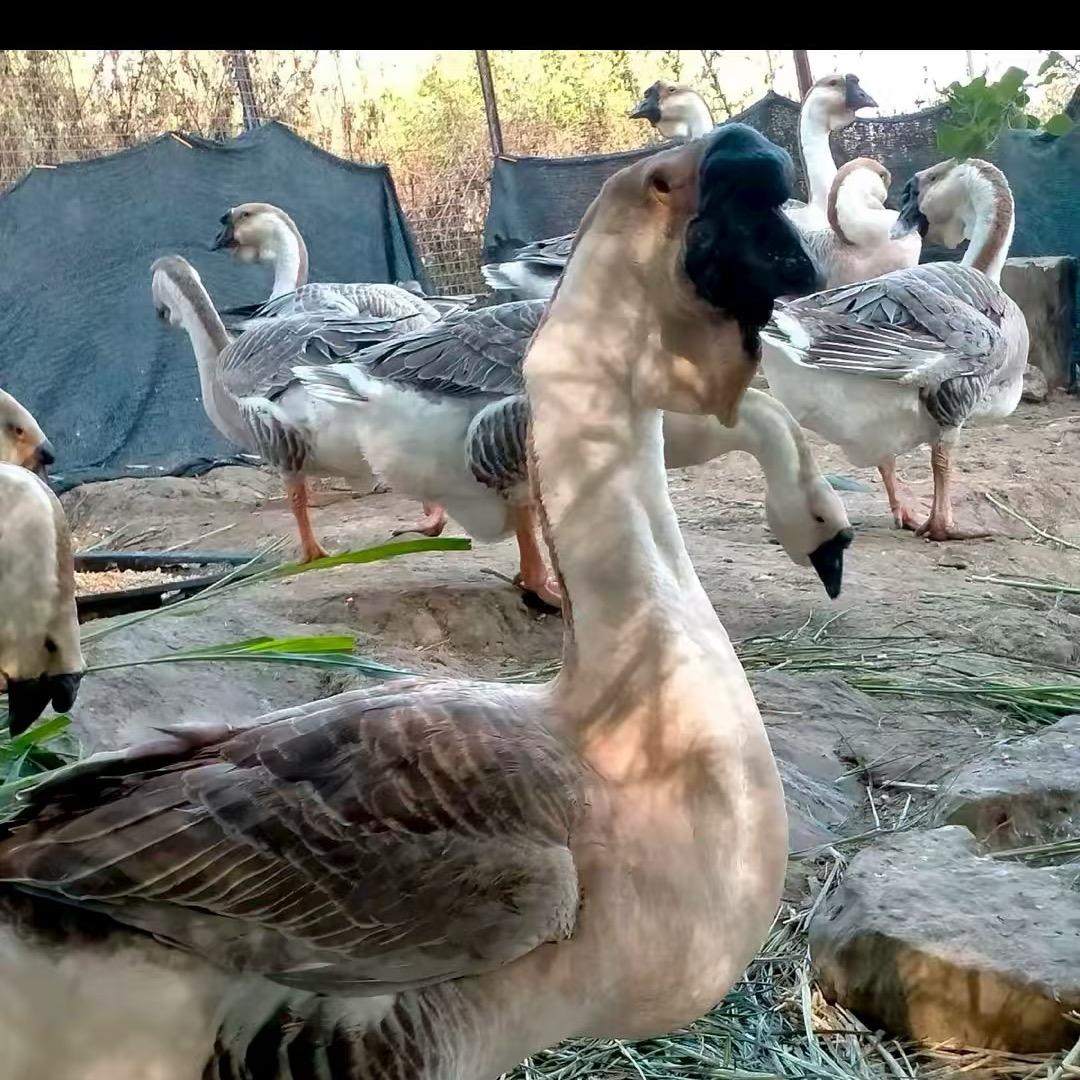 老丁狮头鹅养殖基地