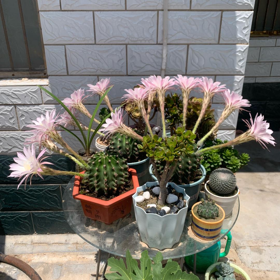 新汤-月亮直播2号