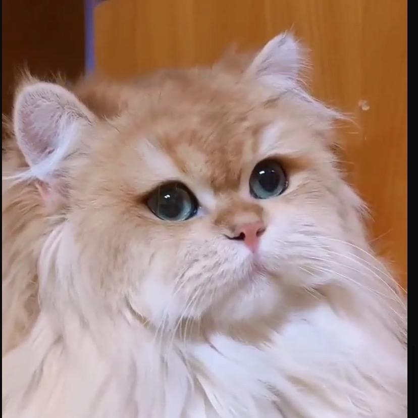 优贝
