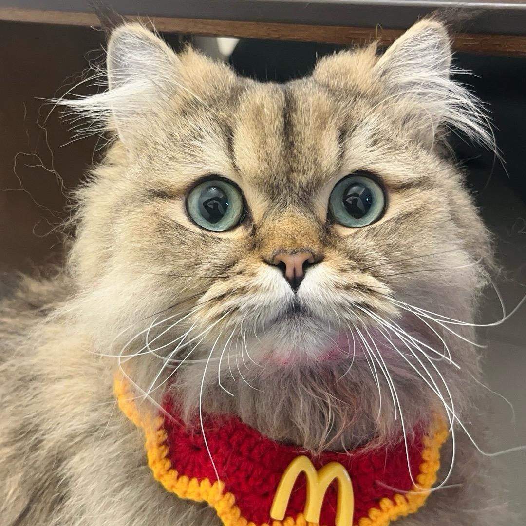 忧郁小猫纸