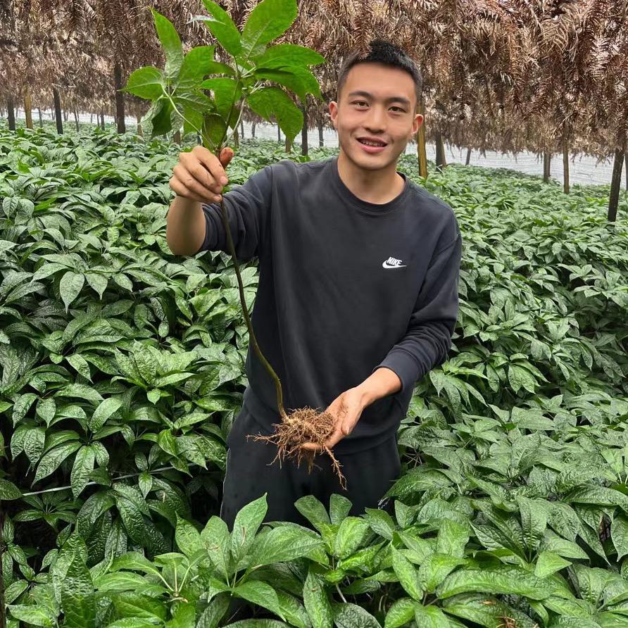 @大鹏三七