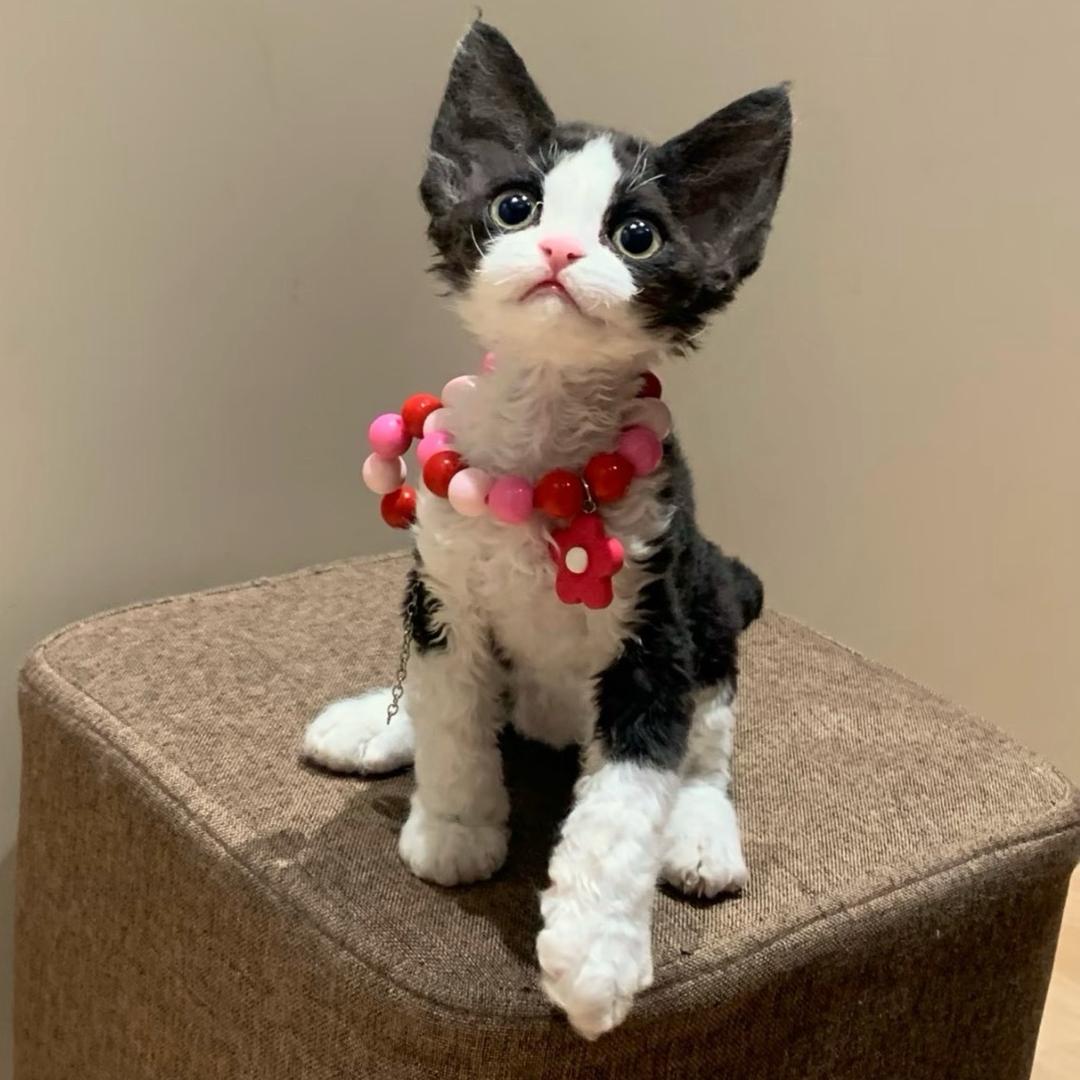 米乐家德文卷毛猫