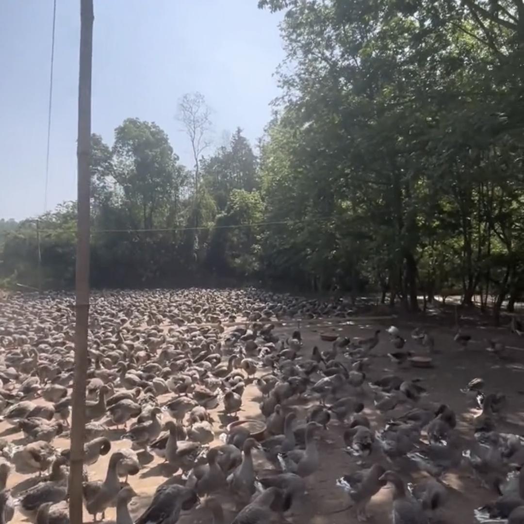 相公蛋业农品优选宝顺