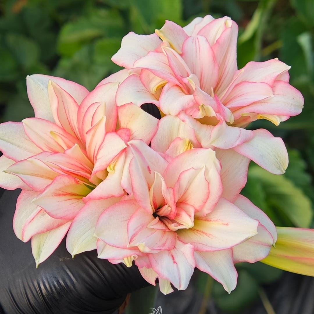 爱上花草朱顶红