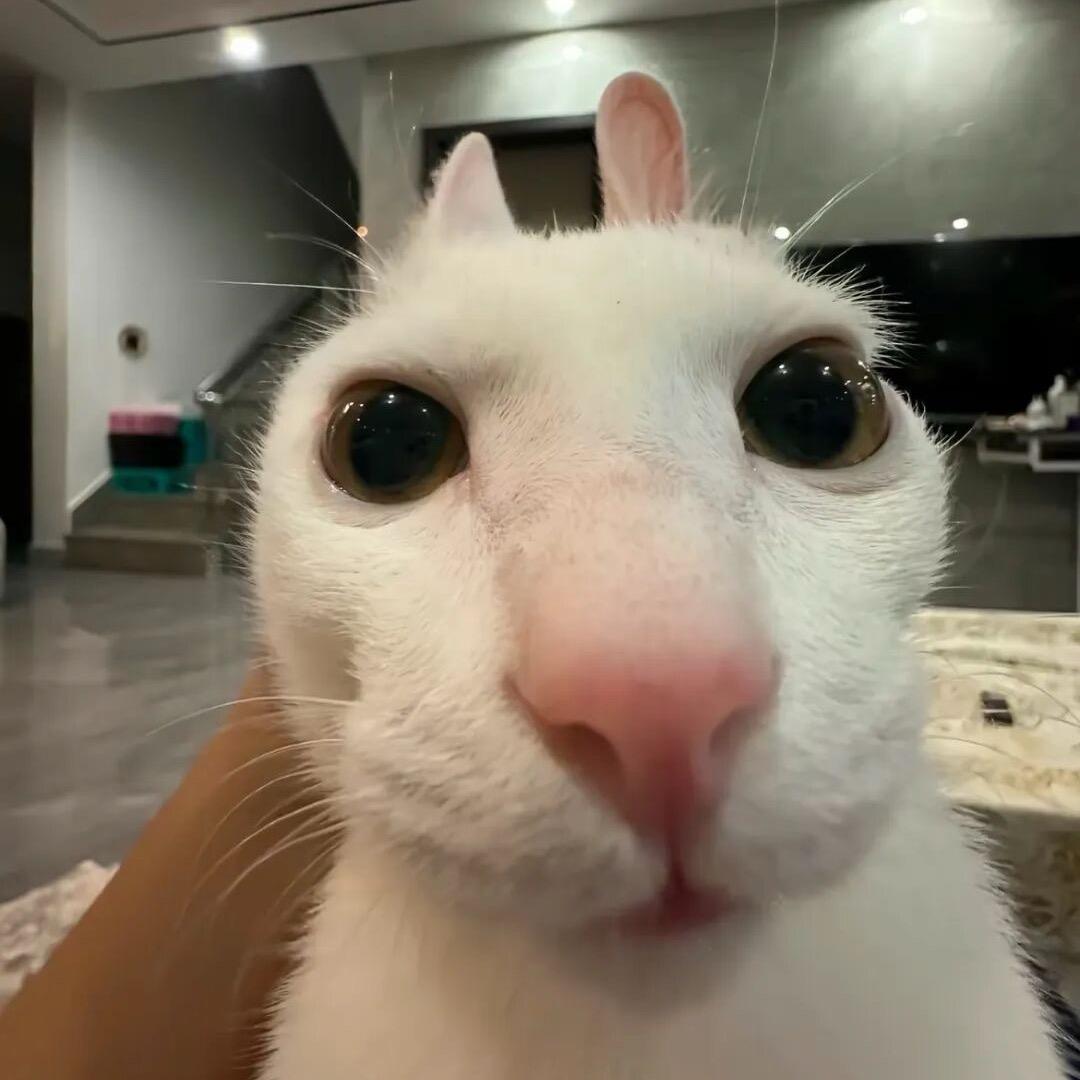 CC.