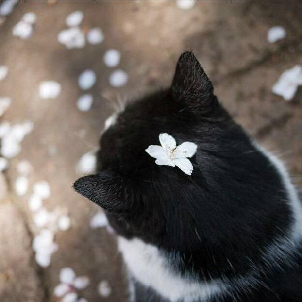 小蚊子🫧
