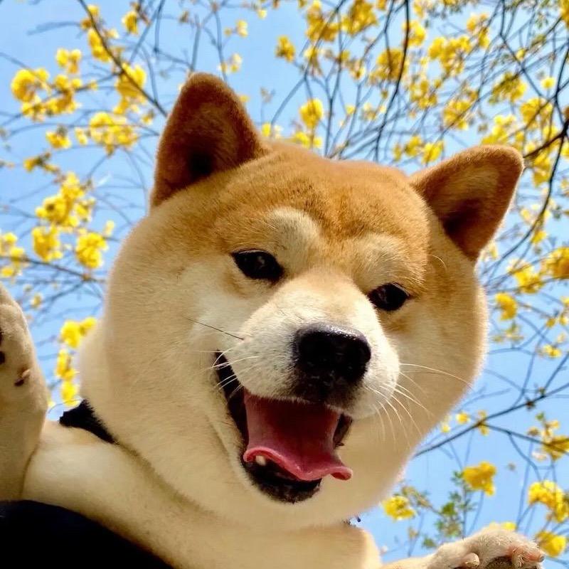 慧子家有一百多只狗