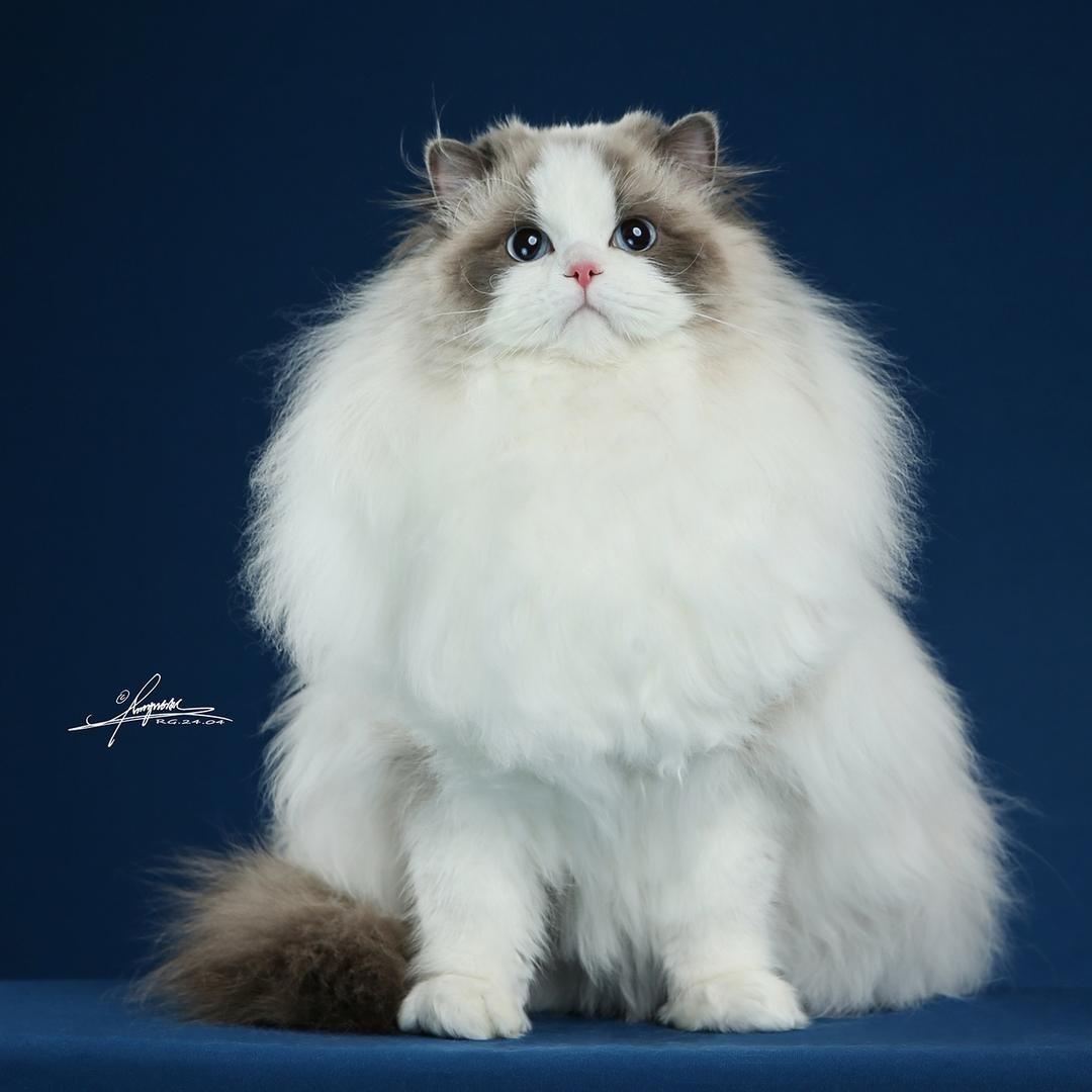 爱猫猫布偶猫