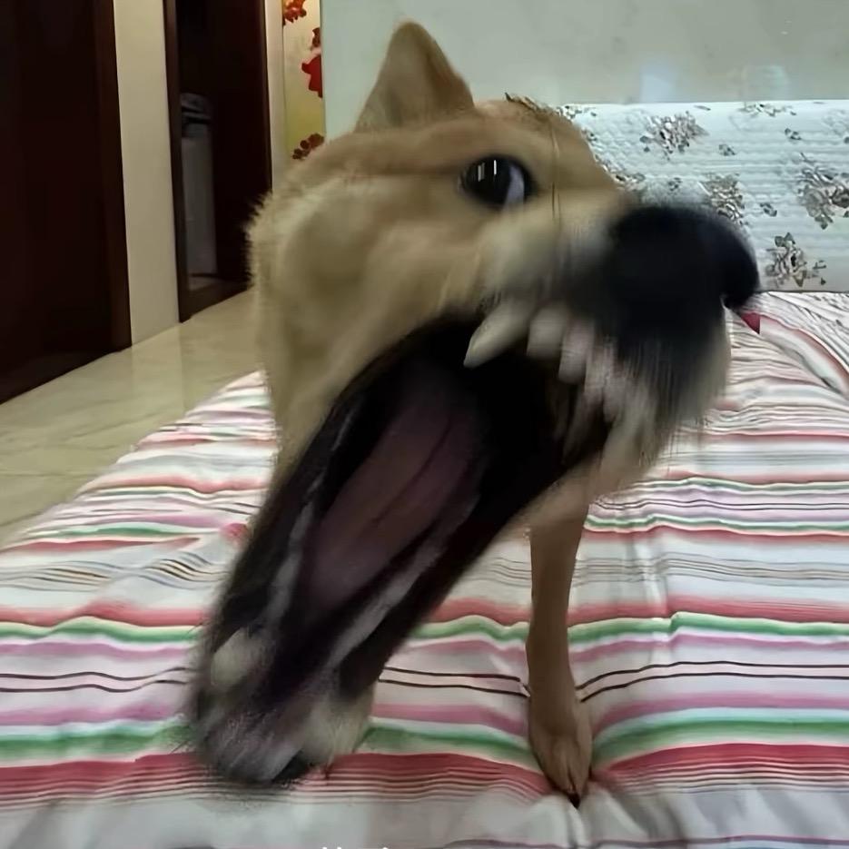 快乐疯狗