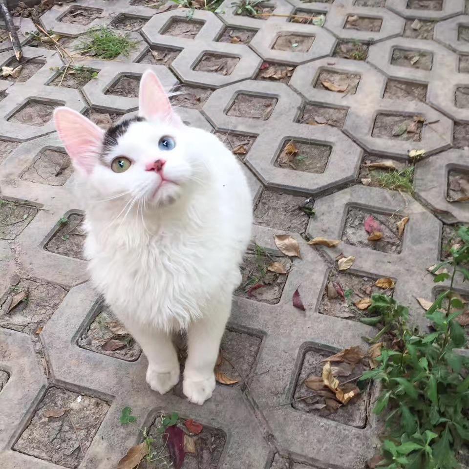 猫咪咪的小熊