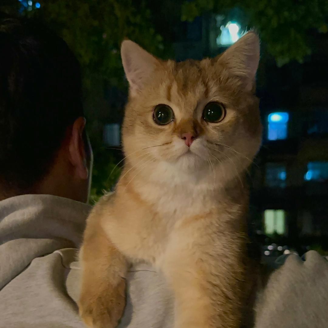 猫咪老板潮玩