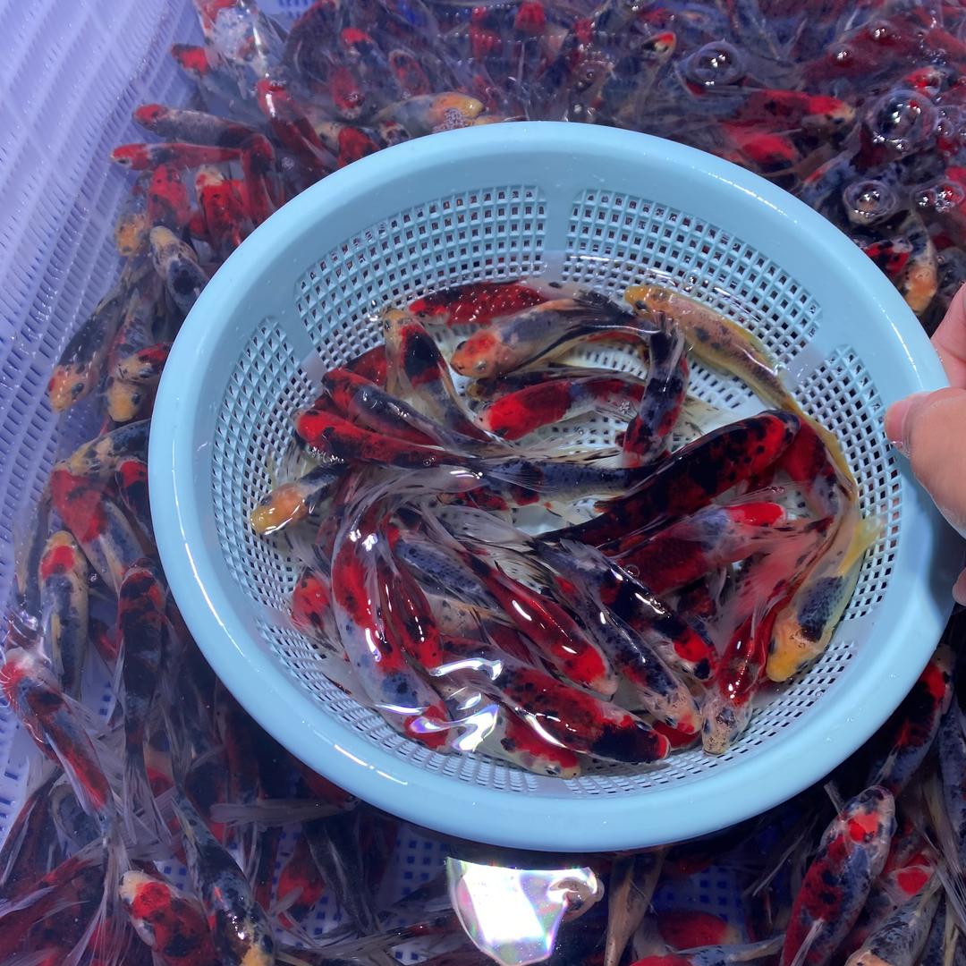 小K工厂-01批发基地