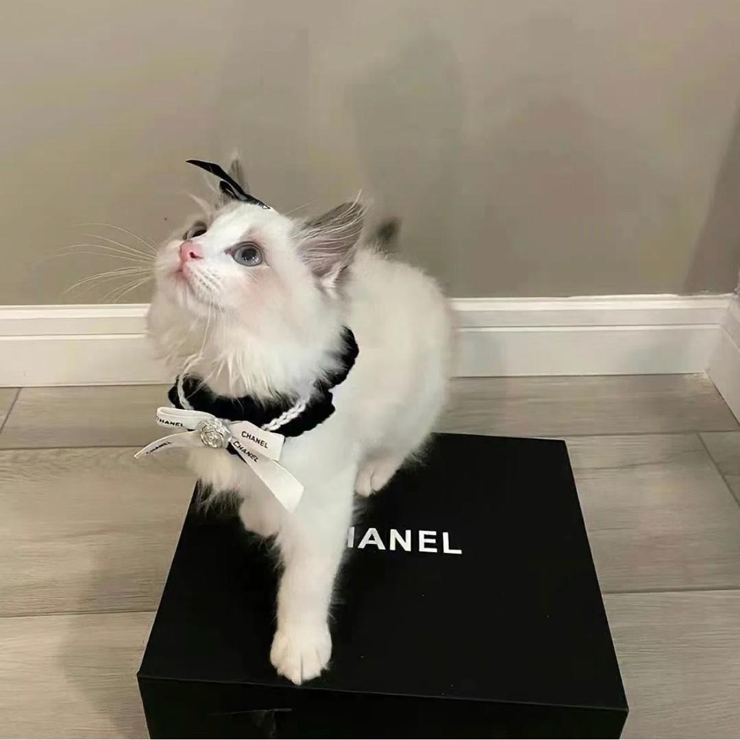 😽